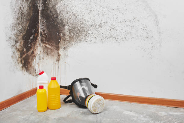 Best Mold Removal Process  in Westwood, CA