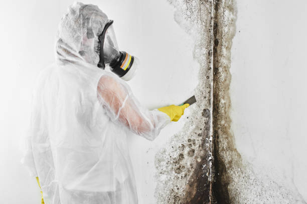 Best Mold Testing  in Westwood, CA
