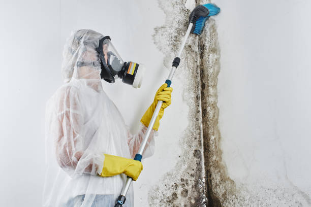 Best Commercial Mold Removal  in Westwood, CA