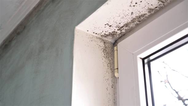 Best Black Mold Removal  in Westwood, CA