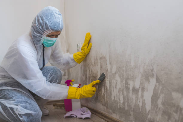 Best Mold Damage Repair  in Westwood, CA