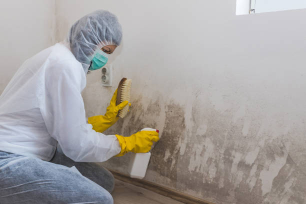 Home Mold Removal in Westwood, CA