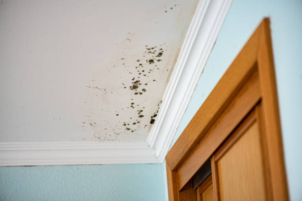 Best Mold Inspection  in Westwood, CA
