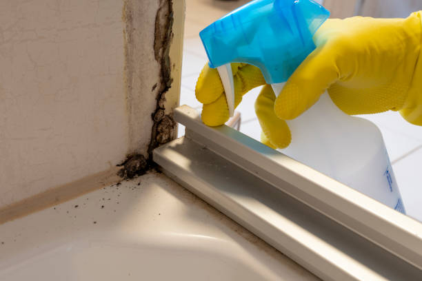 Best Local Mold Removal Service  in Westwood, CA