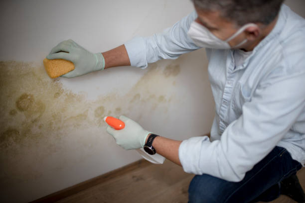 Best Residential Mold Removal  in Westwood, CA