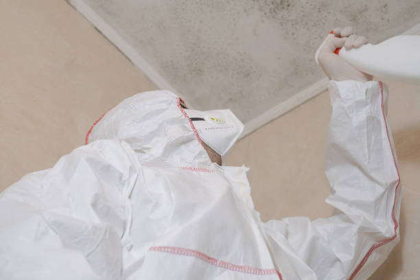 Best Certified Mold Removal  in Westwood, CA