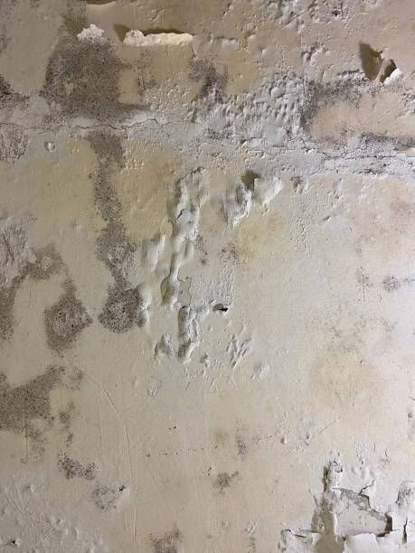 Best Fast Mold Removal  in Westwood, CA