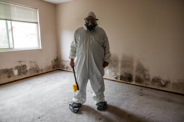 Best Mold Damage Repair  in Westwood, CA
