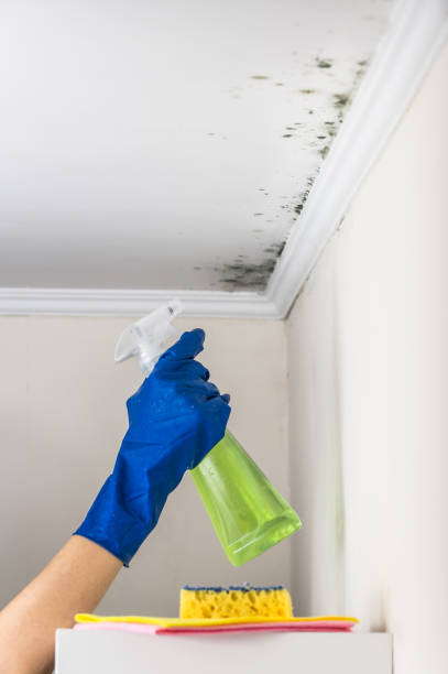 Trusted Westwood, CA Mold Removal Experts