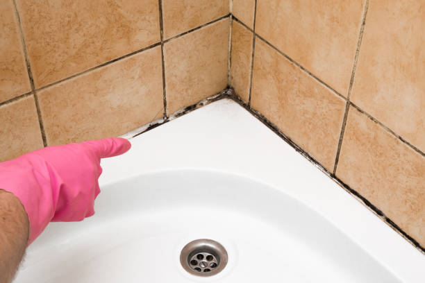 Best Local Mold Removal Service  in Westwood, CA