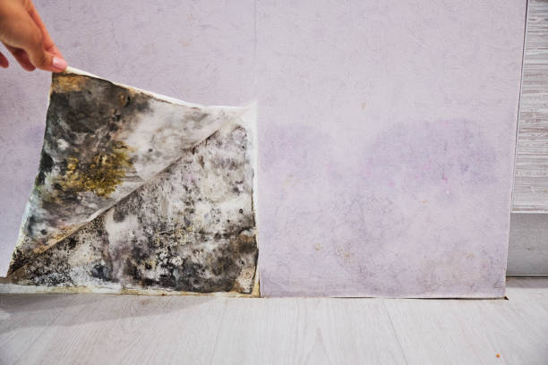 Mold Removal Process in Westwood, CA